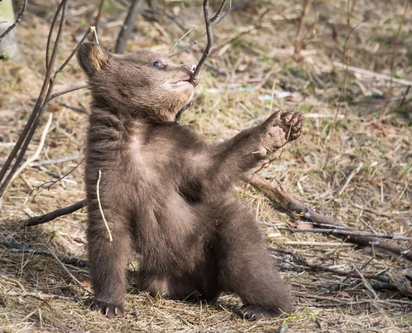 Oso Negro Cachorro Naturaleza — Foto de Stock