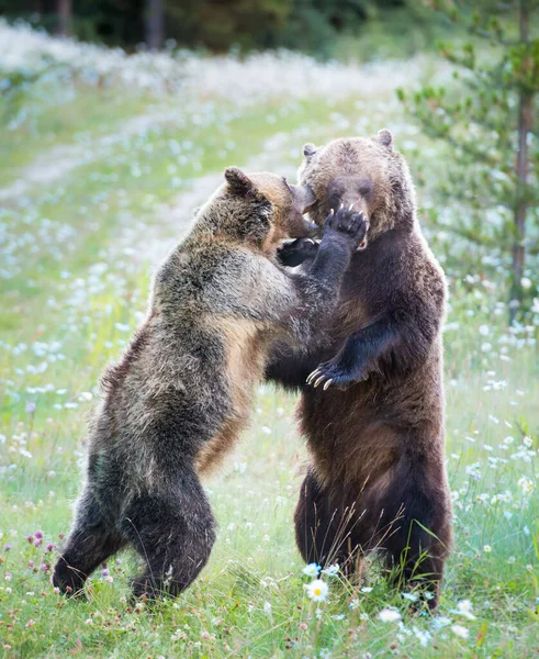 Medvědi Grizzly Divočině — Stock fotografie