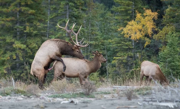 Elk Wild — Stock Photo, Image