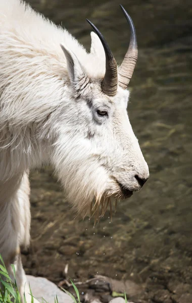 Hegyi Kecske Vadonban Nemzeti Park Jáspis Kanada — Stock Fotó