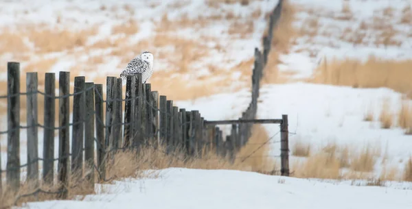 Сніжна Сова Дикій Природі — стокове фото