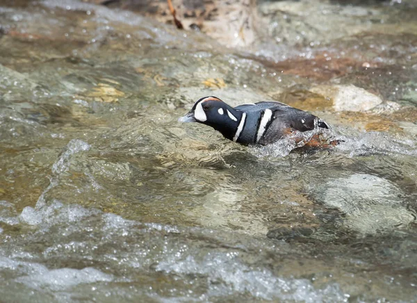 Canard Arlequin Dans Nature — Photo