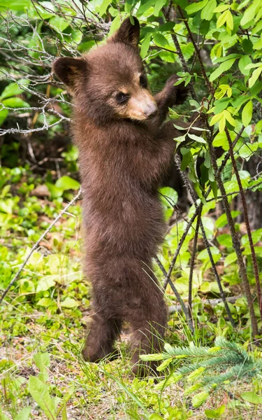 Urso Negro Natureza — Fotografia de Stock