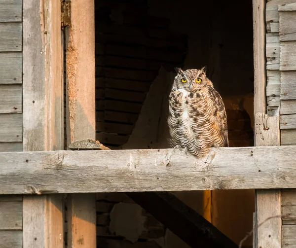 Grand Duc Amérique Dans Nature Sauvage — Photo