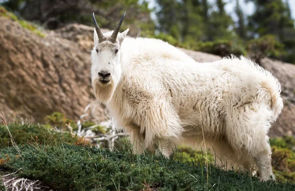 Cabra Montanha Selvagem Parque Nacional Jaspe Canadá — Fotografia de Stock