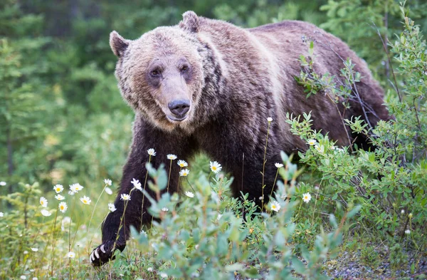 Urso Pardo Natureza — Fotografia de Stock