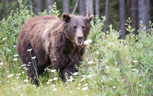 Urso Grizzly Canadense Selvagem — Fotografia de Stock