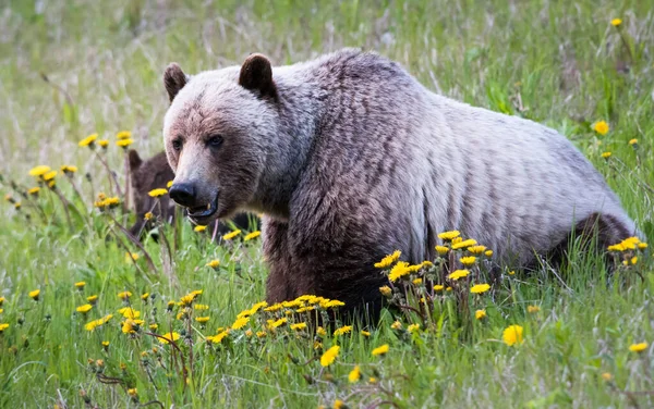 Urso Pardo Natureza — Fotografia de Stock