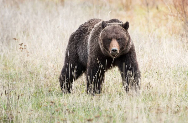 Grizzli Dans Nature — Photo