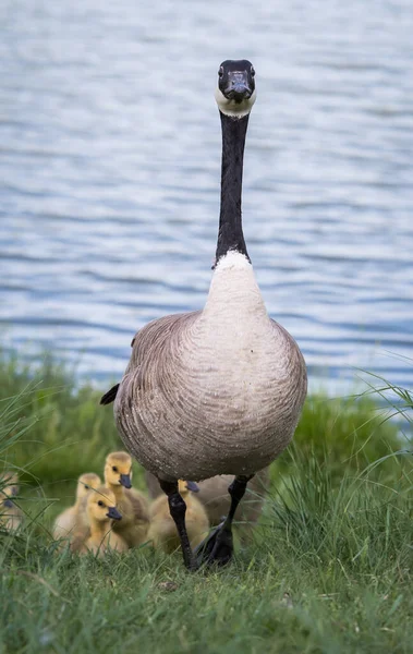 Canada Goose Famille Dans Nature — Photo