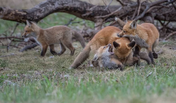 Carino Volpi Rosse Insieme Catturati Parco — Foto Stock