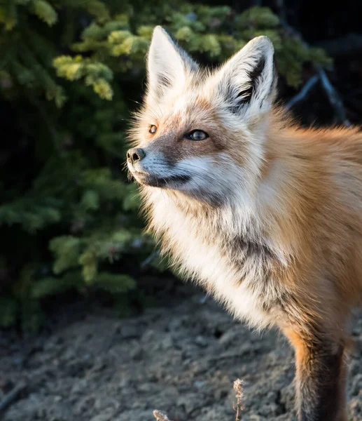 Malerischer Blick Auf Den Schönen Rotfuchs Park — Stockfoto