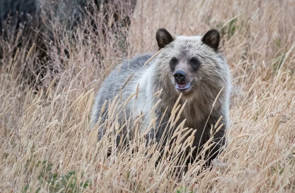 Ursul Grizzly Sălbăticie — Fotografie, imagine de stoc