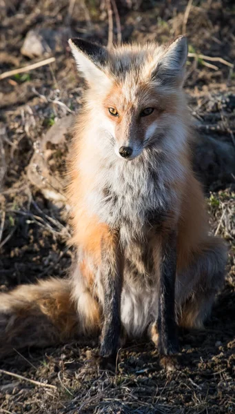 Malerischer Blick Auf Den Schönen Rotfuchs Park — Stockfoto