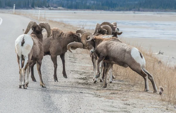 Tekdüzelik sırasında kocaboynuzlu koçlar