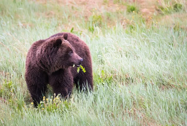 Niedźwiedź Grizzly Dziczy — Zdjęcie stockowe