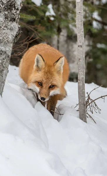 Rotfuchs Freier Wildbahn — Stockfoto