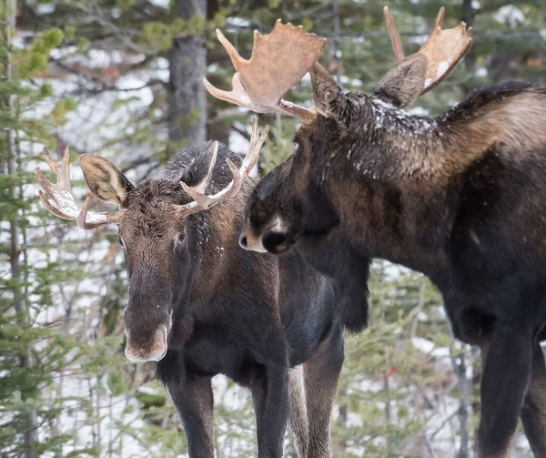 Orignal Taureau Dans Parc National Jaspe Canada — Photo