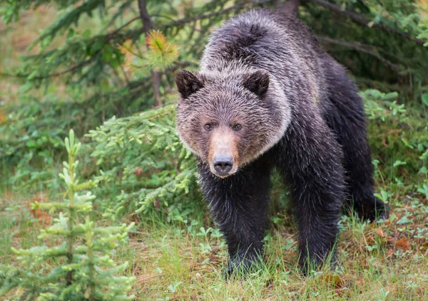 Orso Grizzly Canadese Natura — Foto Stock