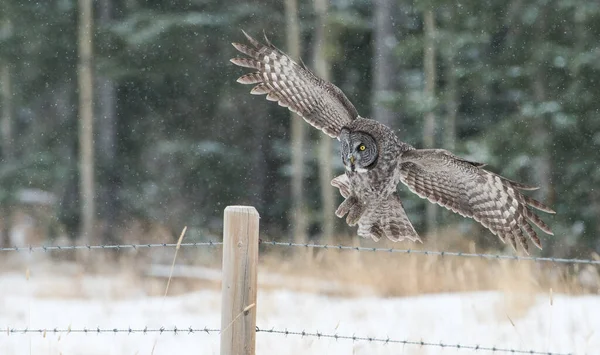 Grand Hibou Gris Dans Nature Sauvage Alberta Canada — Photo