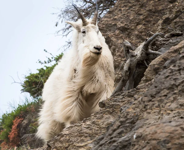 Cabra Montanha Selvagem Parque Nacional Jaspe Canadá — Fotografia de Stock