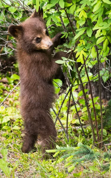 Urso Negro Natureza — Fotografia de Stock