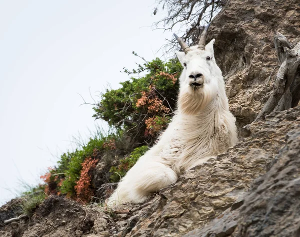 Horská Koza Volné Přírodě Národní Park Jaspis Kanada — Stock fotografie