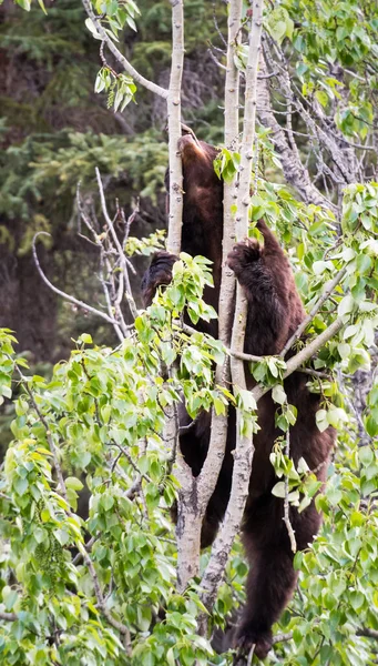 Ours Noir Dans Nature — Photo