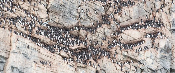 Murres Fatturati Spessi Nel Selvaggio — Foto Stock