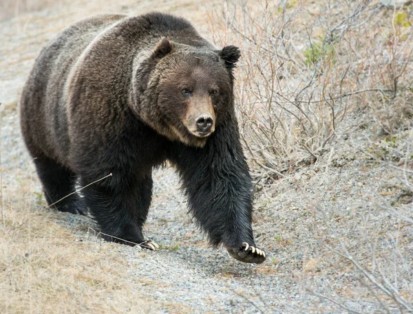 Niedźwiedź Grizzly Dziczy — Zdjęcie stockowe