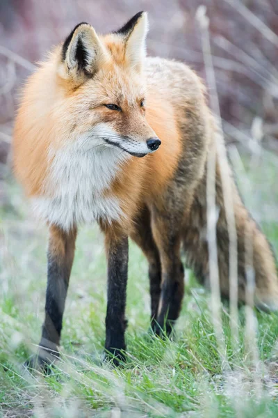 Vedere Pitorească Vulpii Roșii Frumoase Parc — Fotografie, imagine de stoc