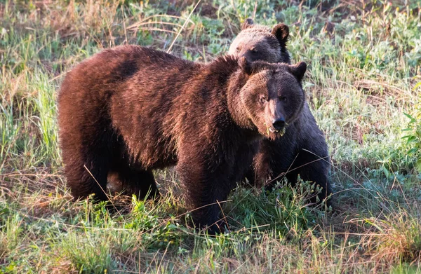 Grizzly Beer Het Wild — Stockfoto