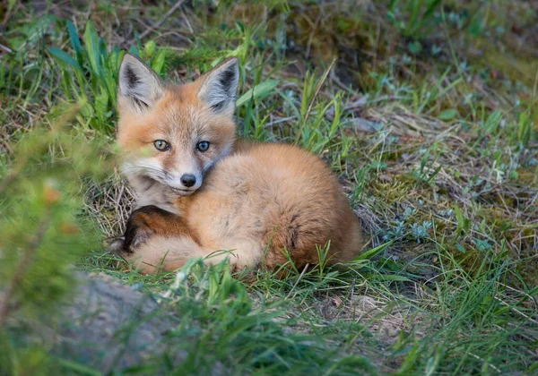 Renard Roux Dans Nature — Photo