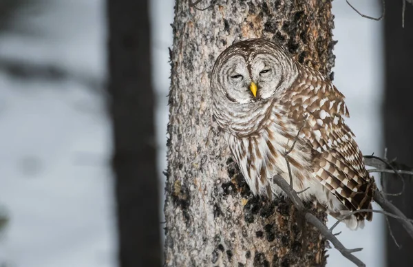 Barred Owl Wild Nature — Stock Photo, Image