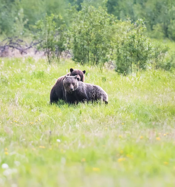 Medvěd Grizzly Divočině — Stock fotografie