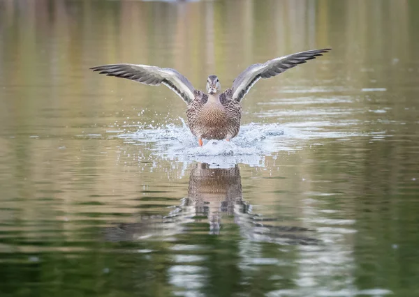 Mallard Duck Wild — Stock Photo, Image