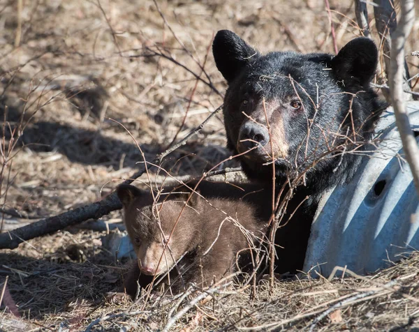 Zwarte Beer Familie Het Wild — Stockfoto