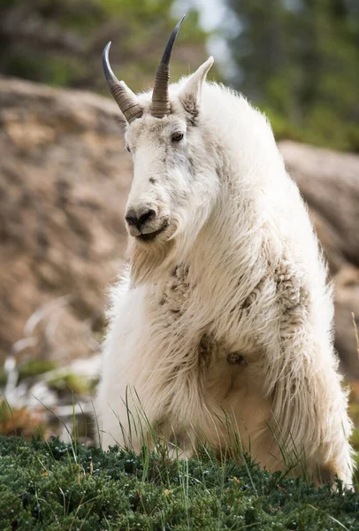 Bergziege Freier Wildbahn Nationalpark Jaspis Kanada — Stockfoto