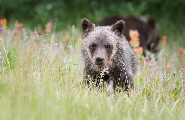 Oso Pardo Canadiense Estado Salvaje — Foto de Stock