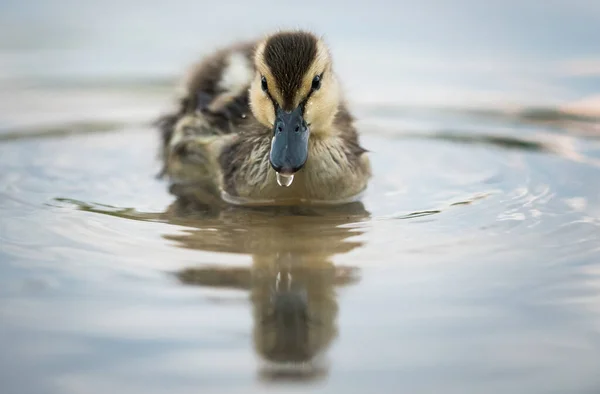 Mallard Duck Wild — Stock Photo, Image