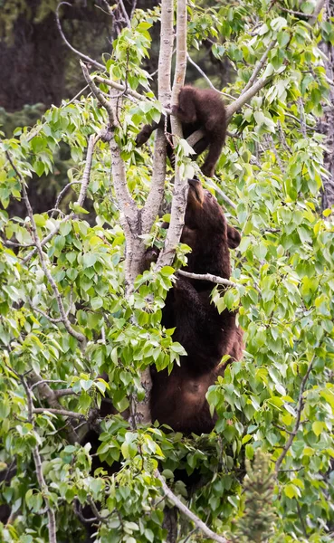 Urso Negro Natureza — Fotografia de Stock