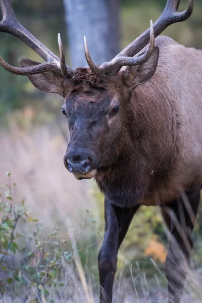 Bull Elk Wild — Stock Photo, Image