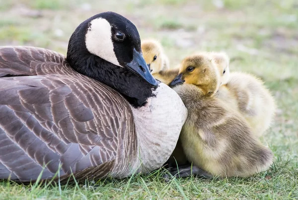 Canadá Goose Família Natureza — Fotografia de Stock