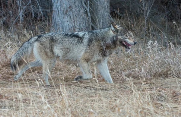 Šedý Vlk Divoké Přírodě — Stock fotografie