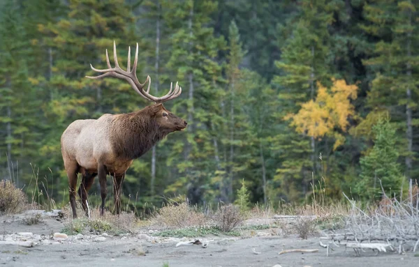 Vahşi doğadaki geyik