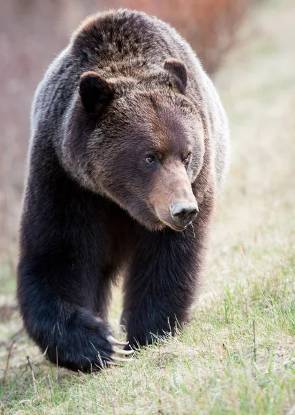 Καφέ Αρκούδα Γκρίζλι Στην Άγρια Φύση — Φωτογραφία Αρχείου