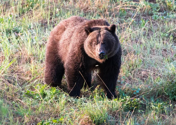 Niedźwiedź Grizzly Dziczy — Zdjęcie stockowe