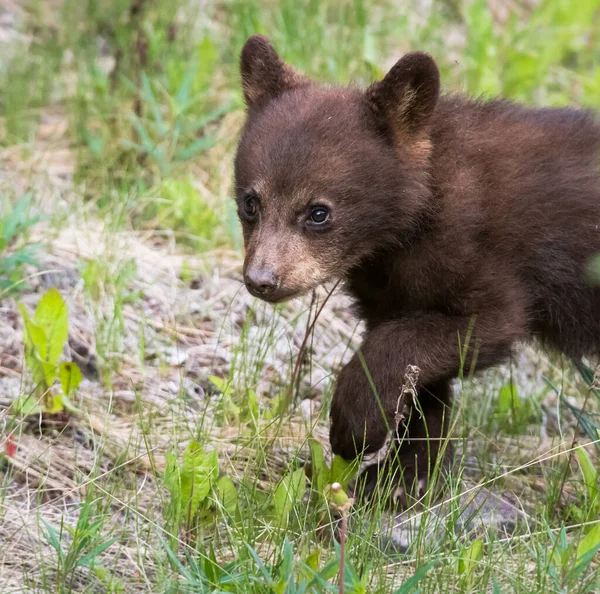 Ours Noir Dans Nature — Photo