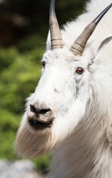 Capra Montagna Natura Parco Nazionale Diaspro Canada — Foto Stock