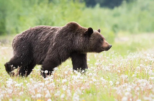 Urso Pardo Natureza — Fotografia de Stock